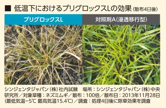 パラコート系のプリグロックスLは低温時でも効果を発揮