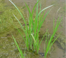 ミズガヤツリの成植物