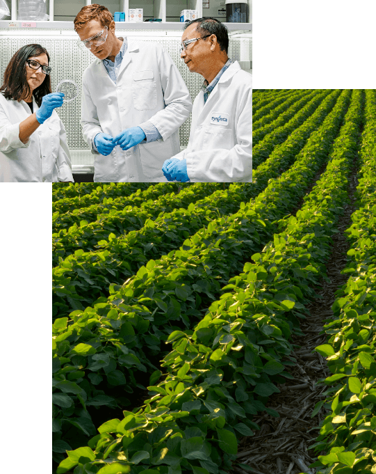 Shoots by Syngenta