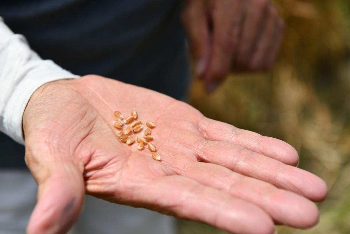穂がきれいなので、登熟も良好。実入りもよく、質の良い小麦に