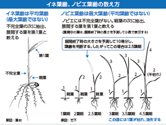稲葉齢、ノビエ葉齢の数え方