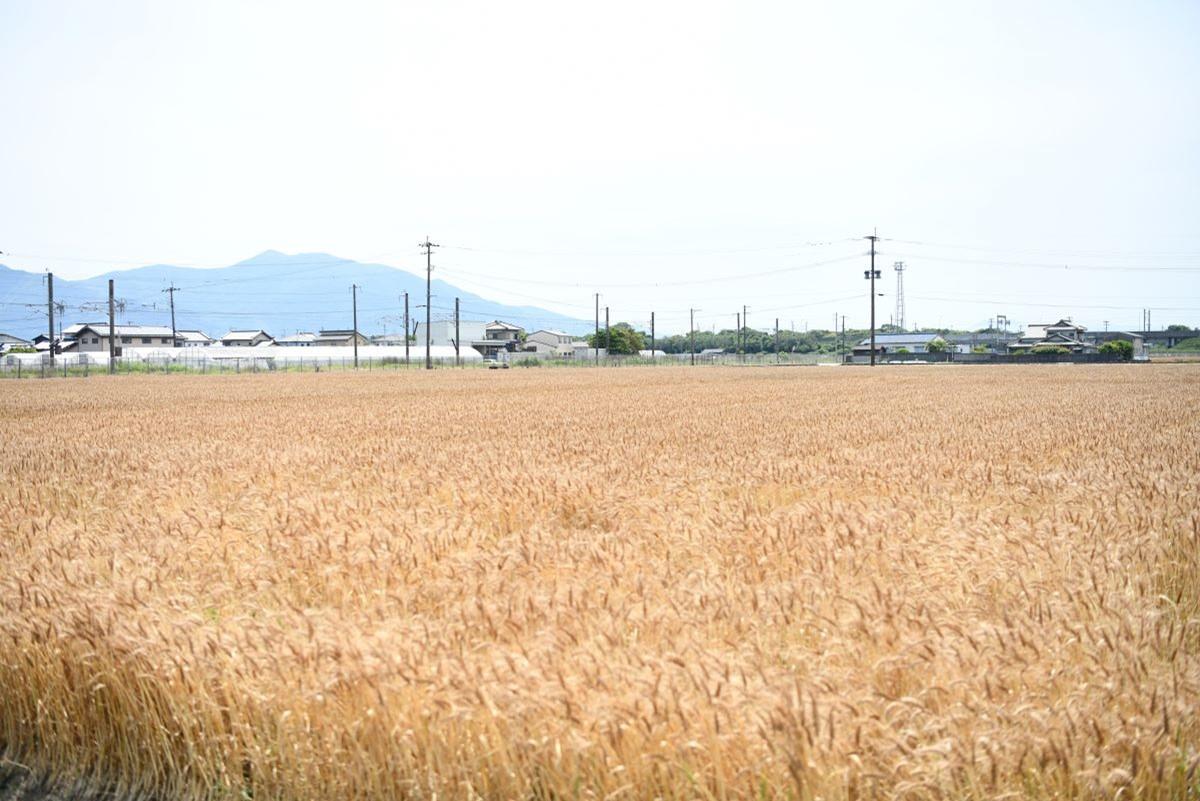 農事組合法人うえきの圃場。「うえき」は植木地区の地域名から命名
