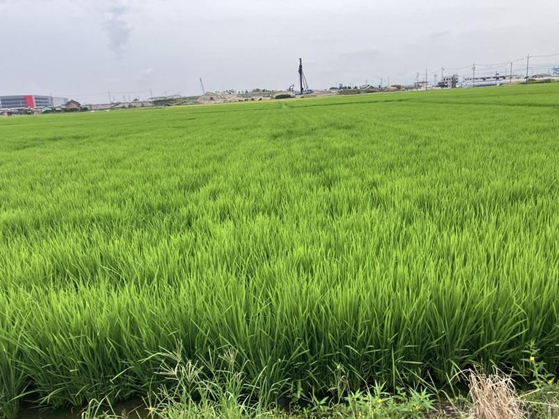 【アピロファーストを使用したリゾケア圃場】
