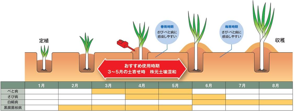 夏ネギでの使用タイミング