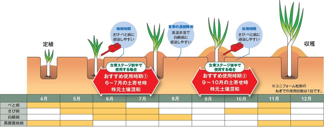 秋冬ねぎでの使用タイミング