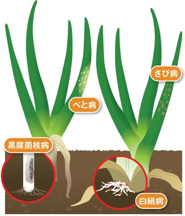 ユニフォーム適用病害イメージ