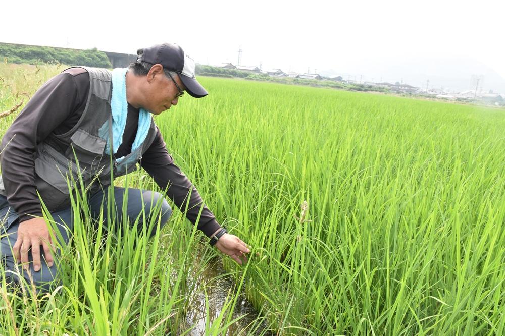 Ｖ溝乾田直播栽培の圃場　品種は「にじのきらめき」