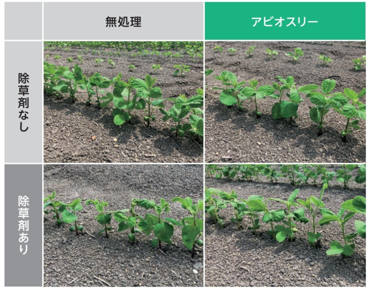 除草剤ダメージからの早期回復の様子を比較した大豆圃場画像