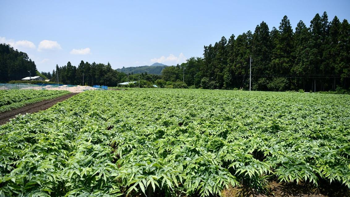 1132_637_uniform_konnyaku_takahashi_field.jpg