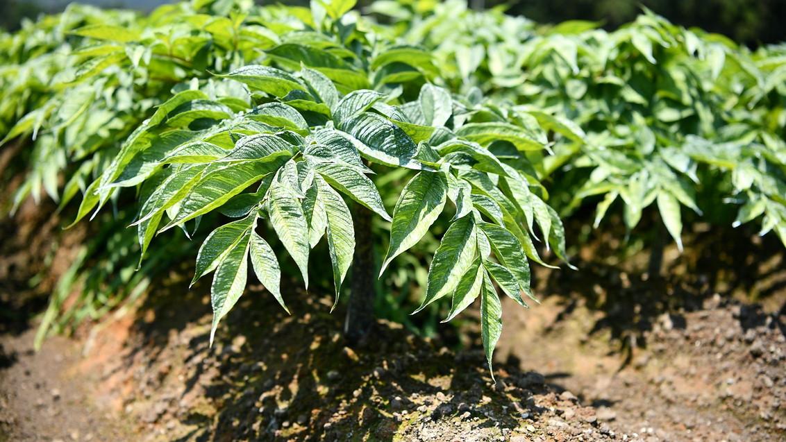 1132_637_uniform_konnyaku_takahashi_plants.jpg