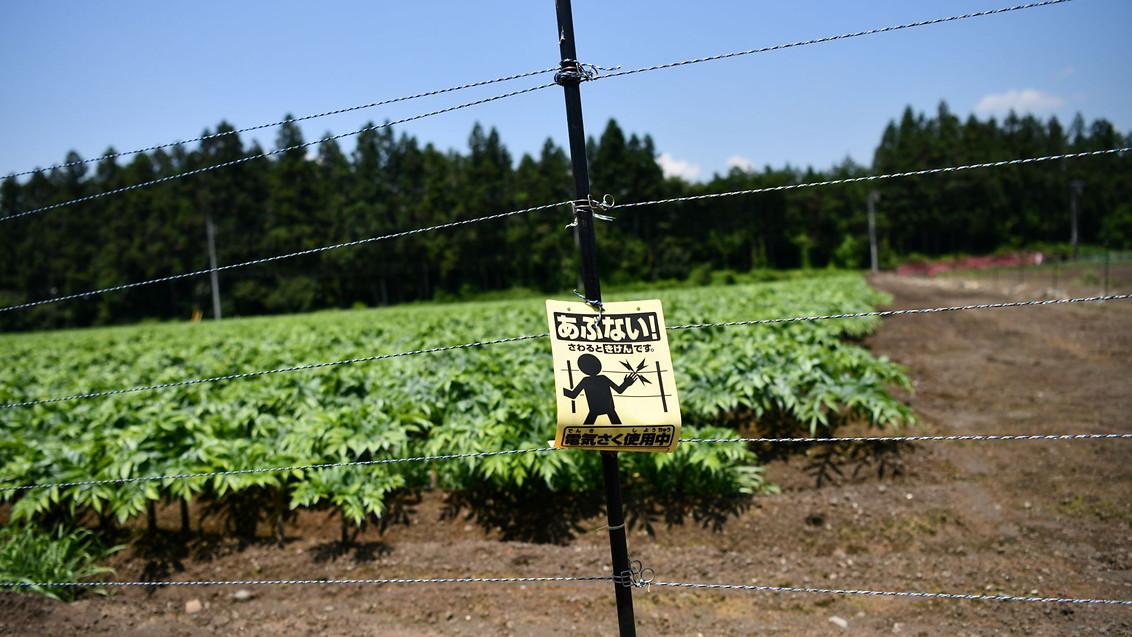 1132_637_uniform_konnyaku_takahashi_wildlife_electric_fence.jpg